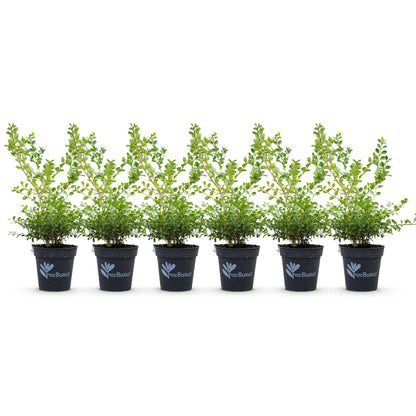 Buxus BetterBuxus Babylon Beauty : 6 jeunes plants en pots noirs, alignés sur un fond blanc, prêts à être plantés en haie.