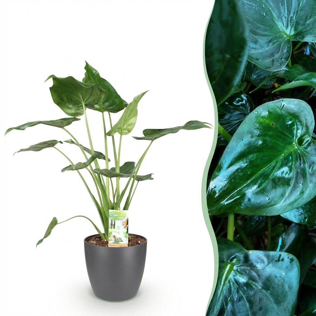 Plantes d'intérieur - Alocasia Cucullata - Main de Bouddha - Peu d'entretien- Vert - 1 Plante - avec Pot Gris - Pot 21cm - Hauteur 65-70cm