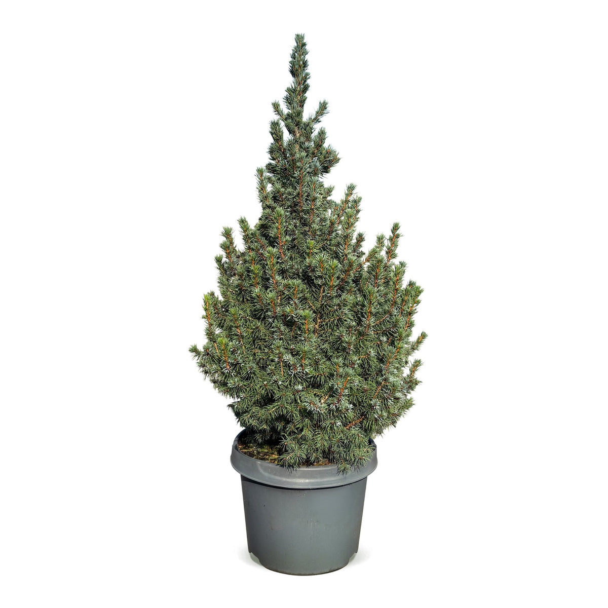 Épicéa 'Sander's Blue' 1 sapin en pot de 23 cm