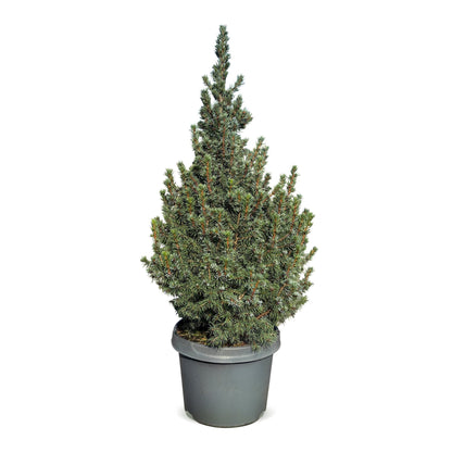 Épicéa 'Sander's Blue' 1 sapin en pot de 23 cm