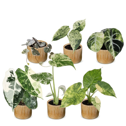 Bébés plantes panachées en pot de 6 cm, 6 plantes, cache-pot miel