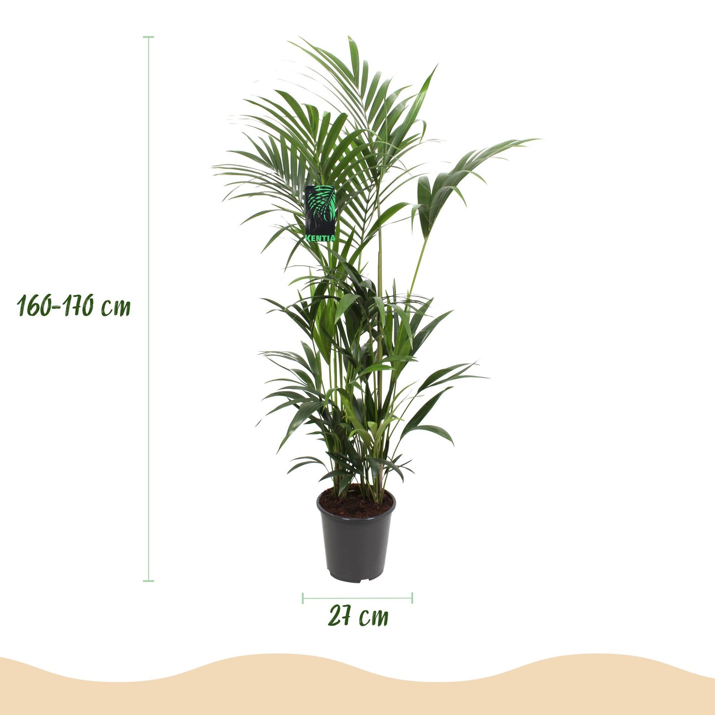 Plante d'intérieur - Howea Forsteriana - Palmier Kentia - Peu d'entretien - Vert - 1 plante - Pot 27cm - Hauteur 160-170cm