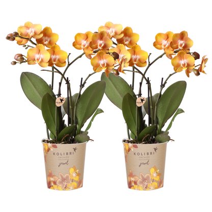 Lot de 2 orchidées Phalaenopsis 'Las Vegas' orange - Pot 12 cm