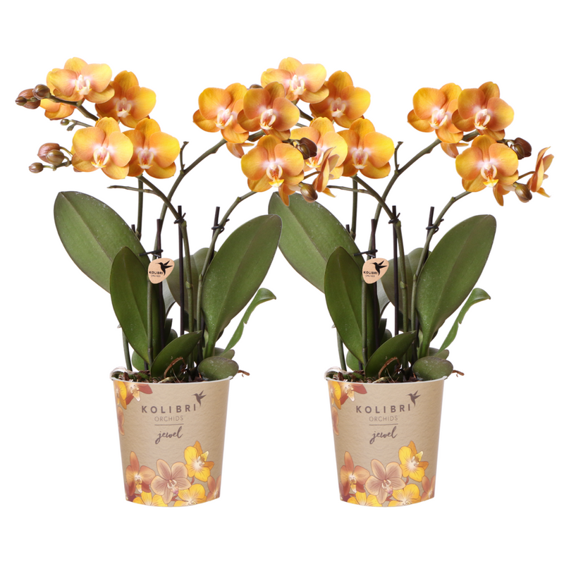 Lot de 2 orchidées Phalaenopsis 'Las Vegas' orange - Pot 12 cm