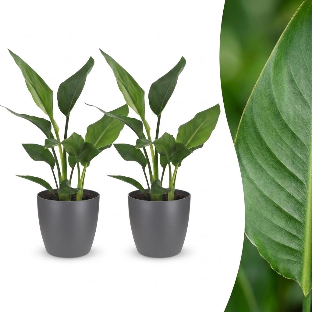 Deux jeunes plants de Strelitzia Reginea avec un feuillage vert éclatant dans leurs cache-pots gris élégants