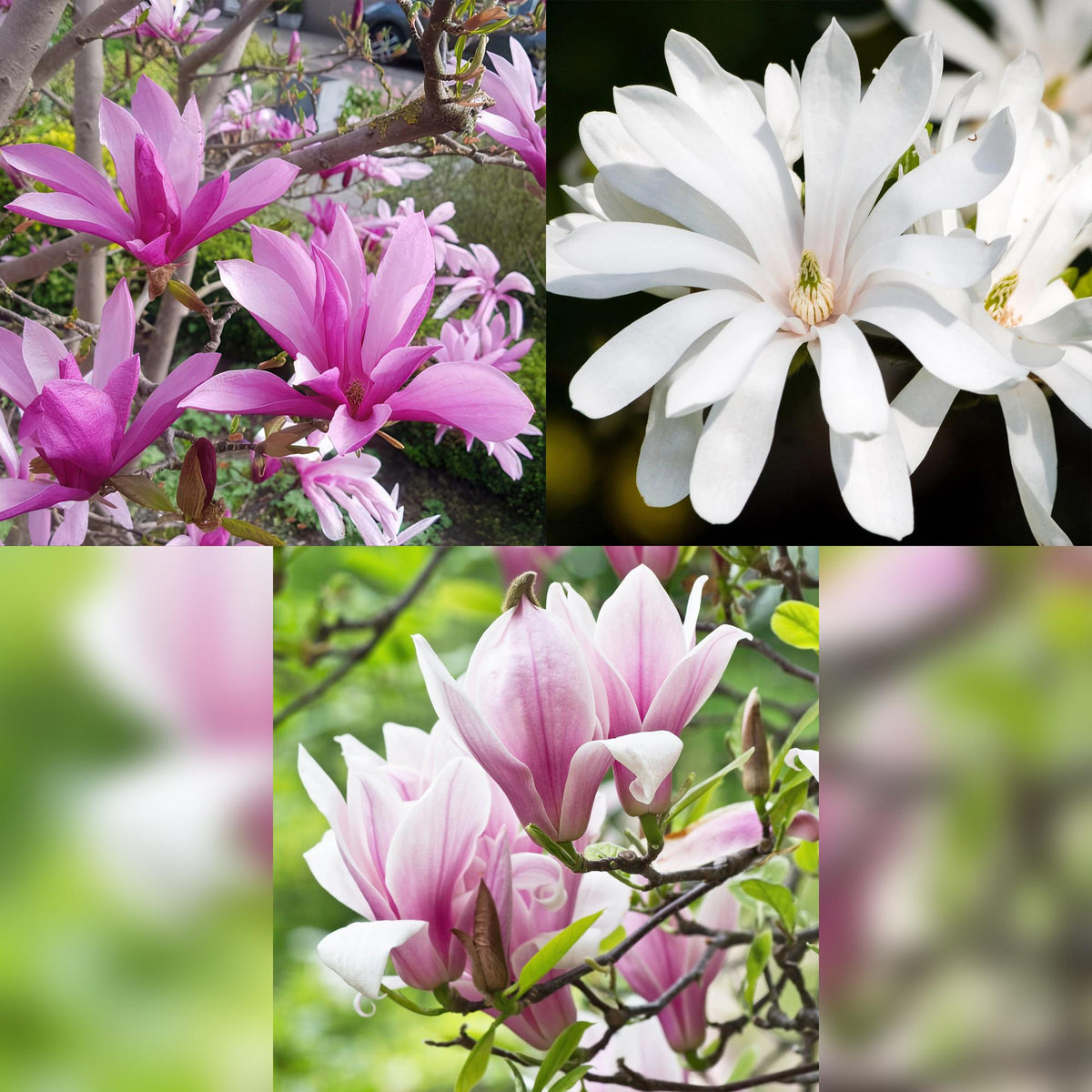 Lot de 3 magnolias en pot de 12 cm : Royal Star blanc, Susan pourpre et George Henry Kern rose lilas