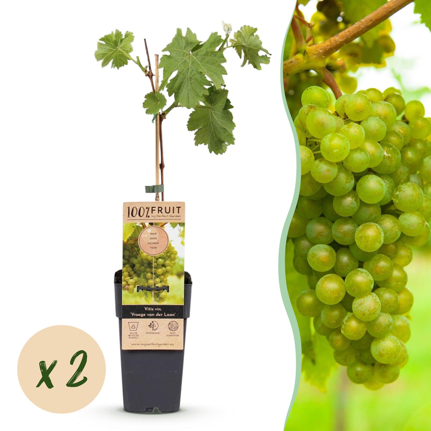 Vitis vinifera Vroege van der Laan : Plant de vigne en pot avec une pastille 'x2' indiquant un lot de deux plants, et un gros plan de grappe
