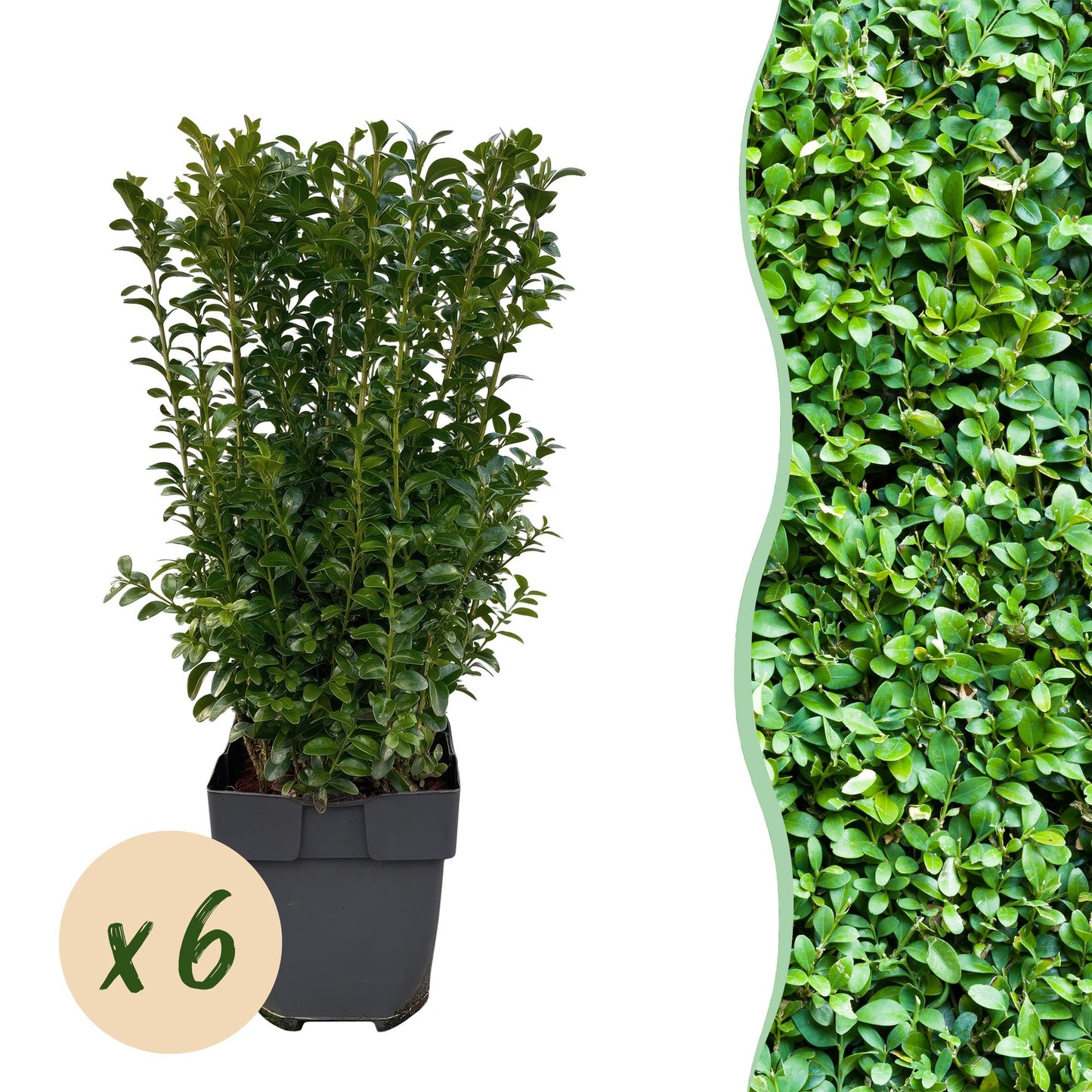 Buxus sempervirens, lot de 6 plantes en pot pour haie, feuillage vert dense et persistant, pot de 17cm, hauteur 45cm.