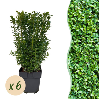 Buxus sempervirens, lot de 6 plantes en pot pour haie, feuillage vert dense et persistant, pot de 17cm, hauteur 45cm.