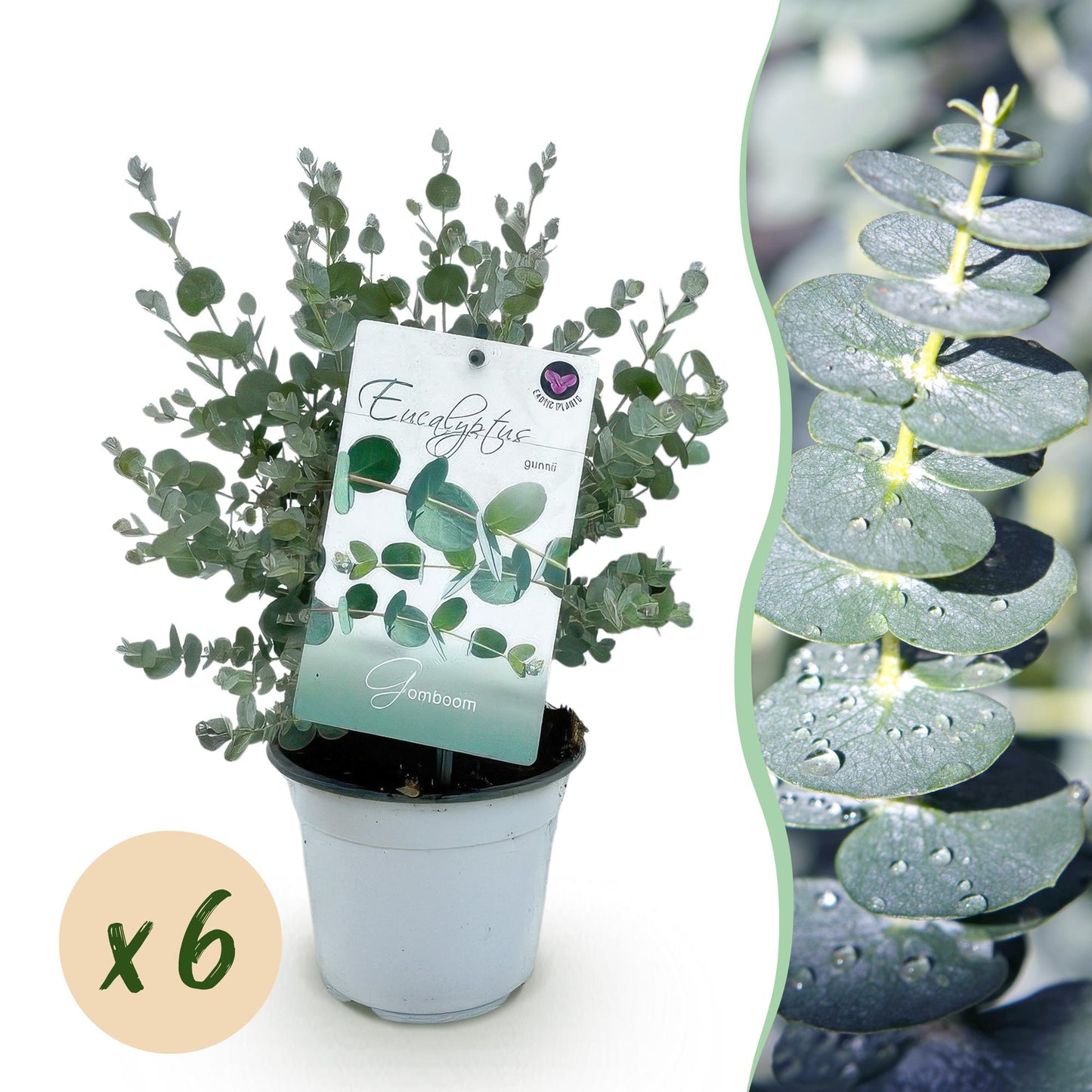 Eucalyptus gunnii : un jeune plant en pot blanc avec une étiquette, accompagné d'une pastille "x6" indiquant la quantité. À droite, gros pla