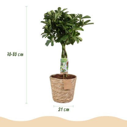 Plantes d'intérieur - Schefflera Nora - Arbre à doigts - Peu d'entretien - avec panier - Vert - 1 Plante - Pot 21cm - Hauteur 70-82cm