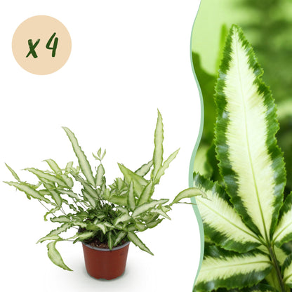 Une élégante Pteris cretica Albolineata dans son pot de 12cm, présentant un feuillage panaché vert et blanc crème