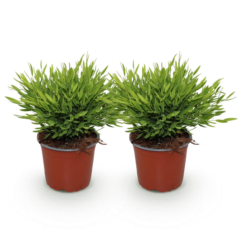 Bambusa Pogonatherum Monica - Herbe de bambou - Pot de 12cm - Hauteur 30-35cm