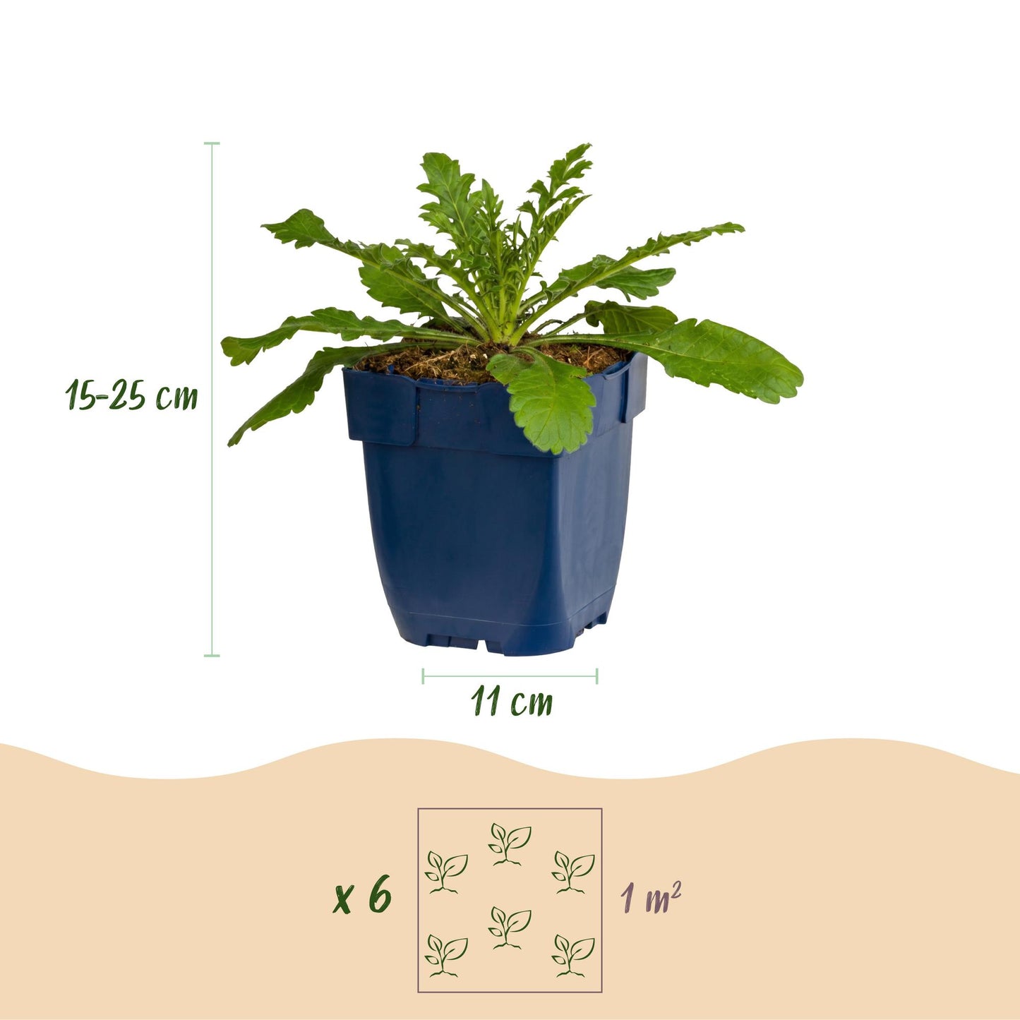 Scabiosa col. Pink Mist, jeune plant en pot bleu sur fond blanc, avec annotations de hauteur (15-25 cm) et diamètre de pot (11 cm). Il est c