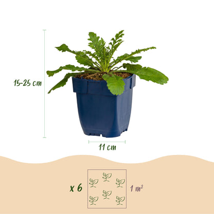 Scabiosa col. Pink Mist, jeune plant en pot bleu sur fond blanc, avec annotations de hauteur (15-25 cm) et diamètre de pot (11 cm). Il est c