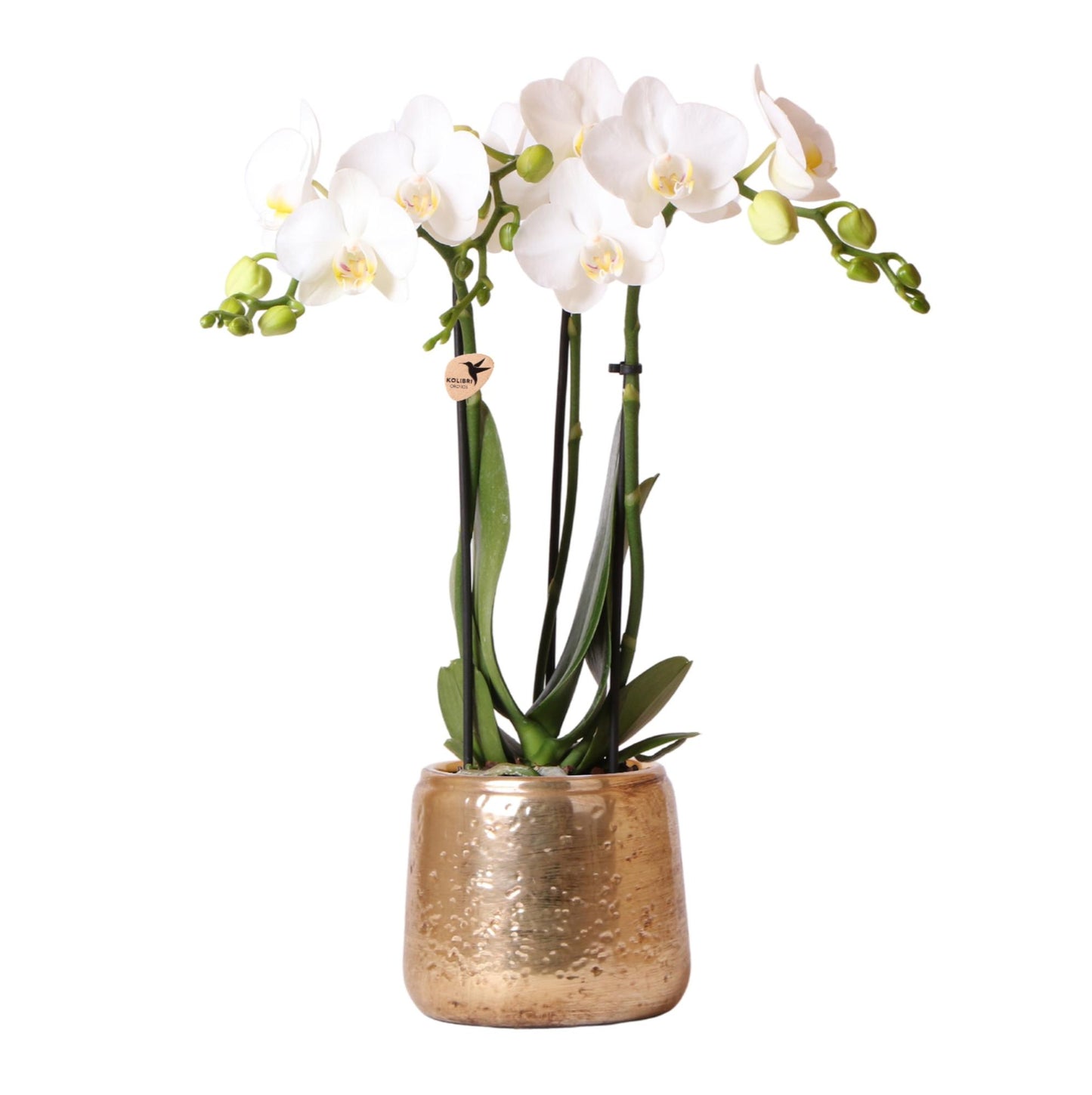 Orchidée Phalaenopsis 'Amabilis' blanche + cache-pot doré chic - Pot 9 cm - Hauteur 40 cm