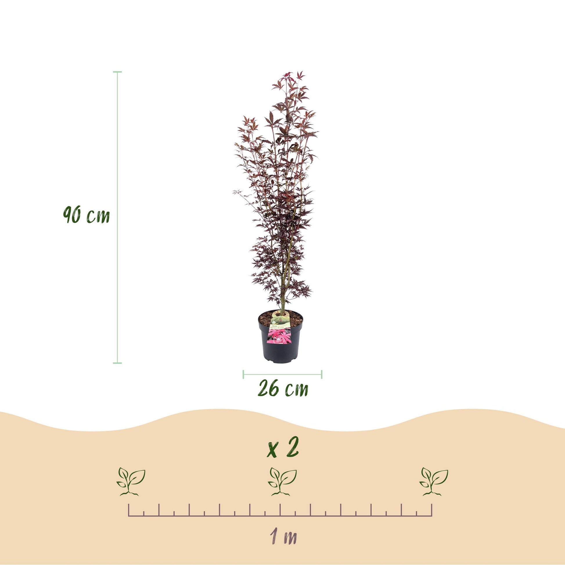 Acer palmatum Atropurpureum. Schéma d'un plant de 90 cm de hauteur en pot de 26 cm, avec un espacement de plantation de 1 mètre pour 2 plant