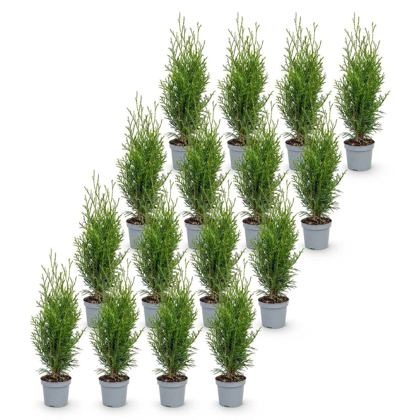 Thuja occidentalis Smaragd. Lot de plusieurs plants en pot de 9cm, hauts de 20-30cm, alignés sur fond blanc uni.
