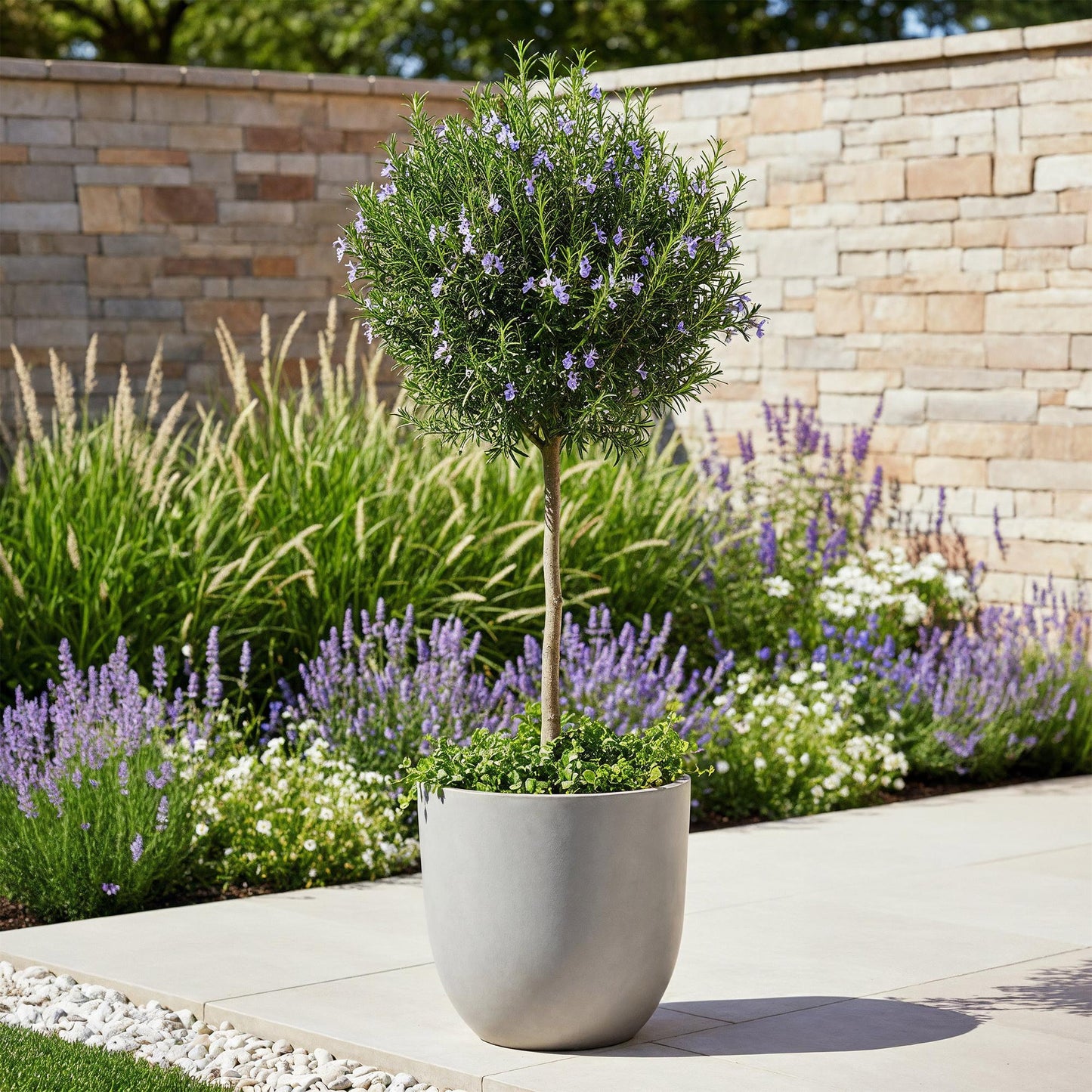 Rosmarinus officinalis, plante sur tige fleurie en pot gris, devant un mur en pierre et un parterre de lavandes en fleurs.