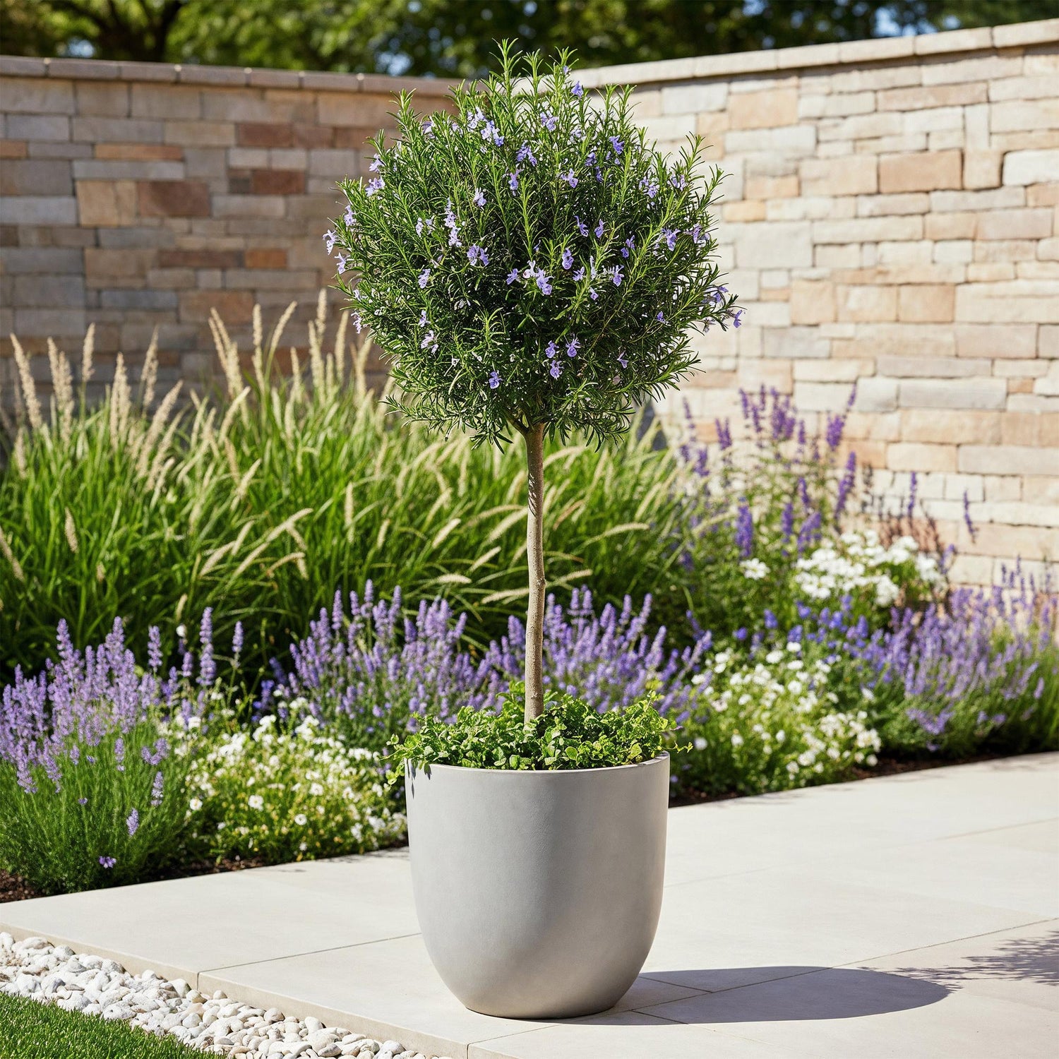 Rosmarinus officinalis, plante sur tige fleurie en pot gris, devant un mur en pierre et un parterre de lavandes en fleurs.