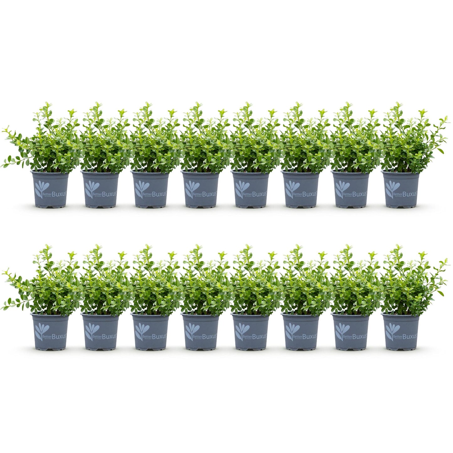 Buxus Haie BetterBuxus Babylon Beauty, 16 jeunes plants en pots gris, alignés sur fond blanc uni. Feuillage vert clair et dense.