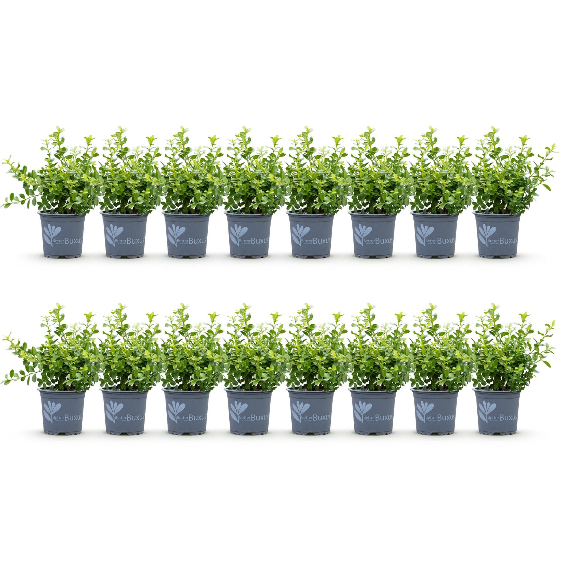 Buxus Haie BetterBuxus Babylon Beauty, 16 jeunes plants en pots gris, alignés sur fond blanc uni. Feuillage vert clair et dense.