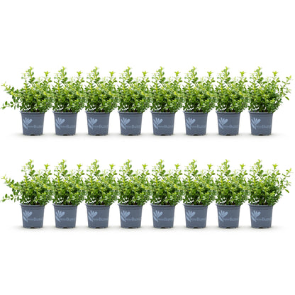 Buxus Haie BetterBuxus Babylon Beauty, 16 jeunes plants en pots gris, alignés sur fond blanc uni. Feuillage vert clair et dense.