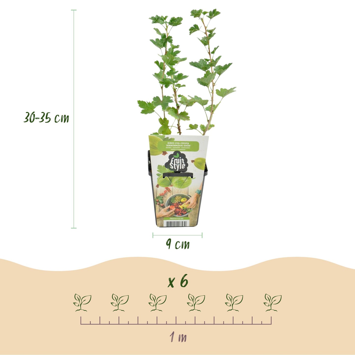 Groseillier Ribes uva-crispa Hinnonmaki Grun : hauteur (30-35 cm), diamètre du pot (9 cm) et espacement de plantation (1 m) pour 6 plants.