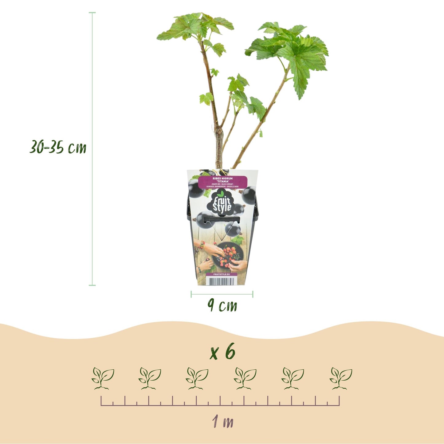 Cassis Titania : infographie détaillant les dimensions d'un plant (30-35 cm de hauteur, pot de 9 cm) et l'espacement de plantation recommand