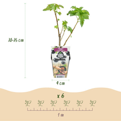 Cassis Titania : infographie détaillant les dimensions d'un plant (30-35 cm de hauteur, pot de 9 cm) et l'espacement de plantation recommand