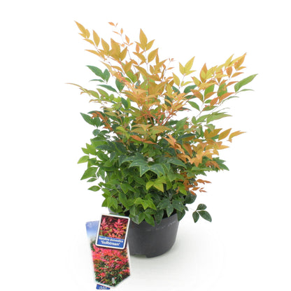 Nandina domestica 'Gulfstream' en pot, feuillage vert et orange, prête à être plantée en extérieur.