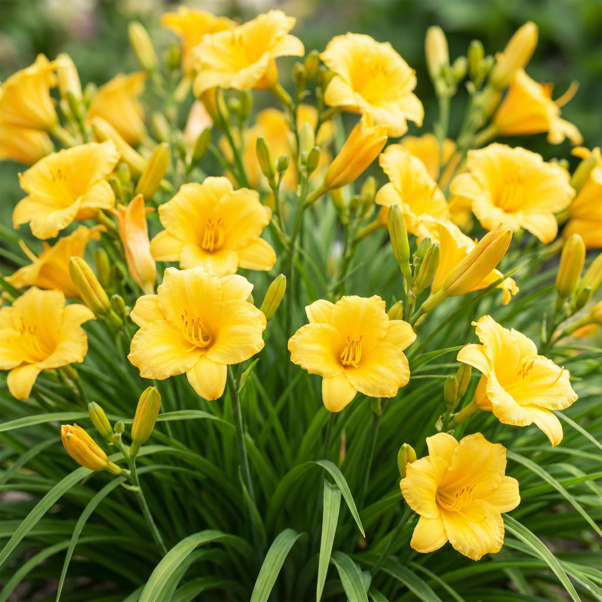 Hémérocalle 'Stella de Oro' (Hemerocallis) en pot de 11 cm, fleurs jaune d'or