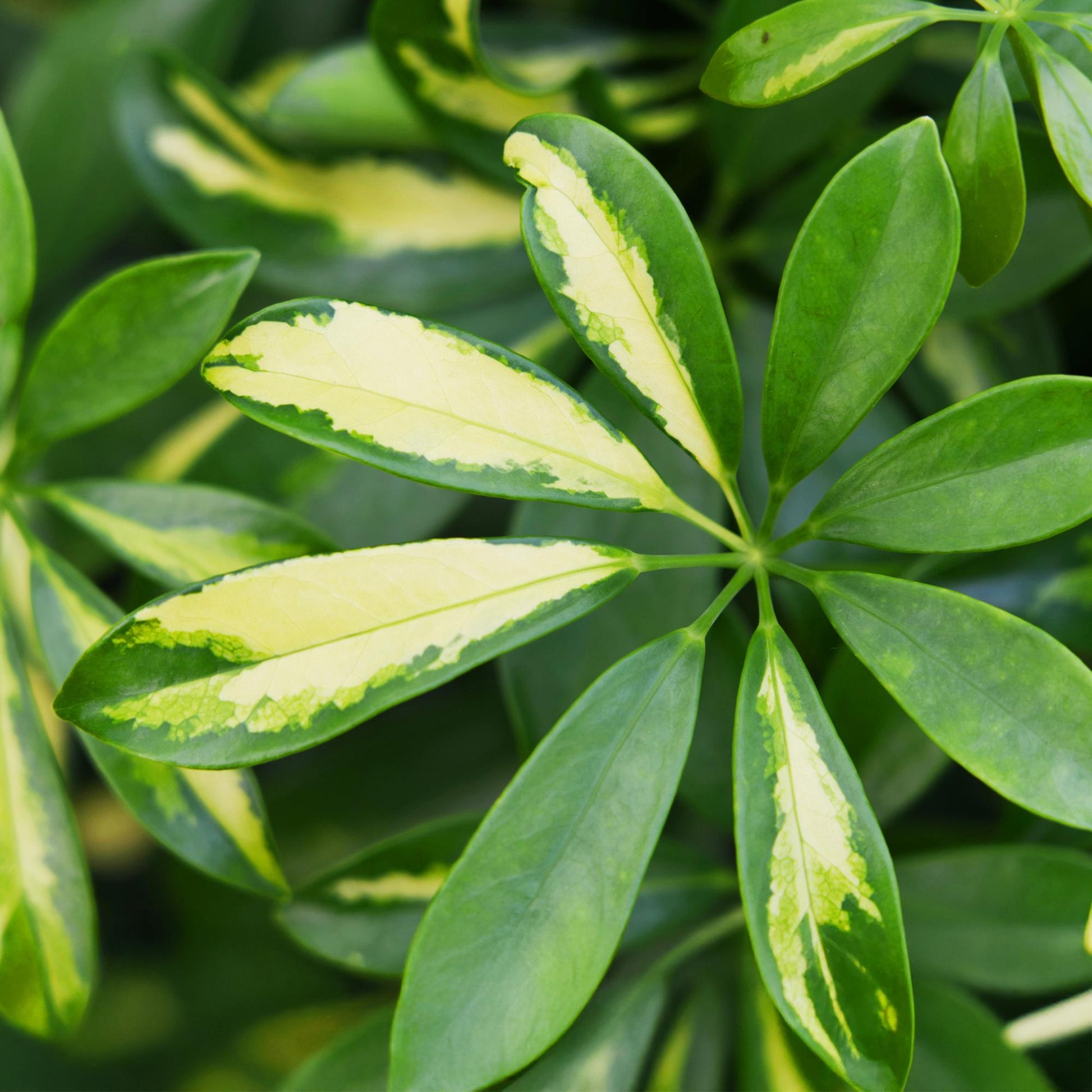 Plantes d'intérieur - Schefflera Gold Capelle - Arbre à doigts - Peu d'entretien - Vert - or - 1 Plante - avec Potter Blanc - Pot 21cm - Hauteur 70-81cm