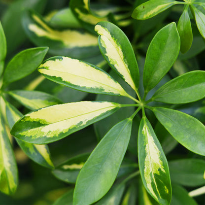 Plantes d'intérieur - Schefflera Gold Capelle - Arbre à doigts - Peu d'entretien - Vert - or - 1 Plante - avec Potter Blanc - Pot 21cm - Hauteur 70-81cm