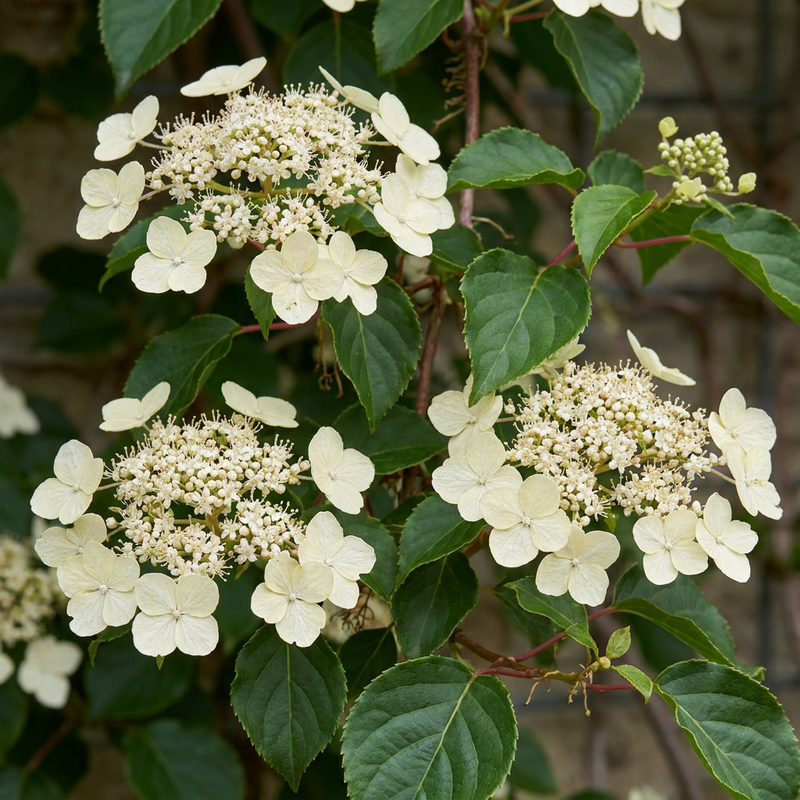 Hortensia grimpant (Hydrangea petiolaris) - grimpante fleurie pour l'ombre