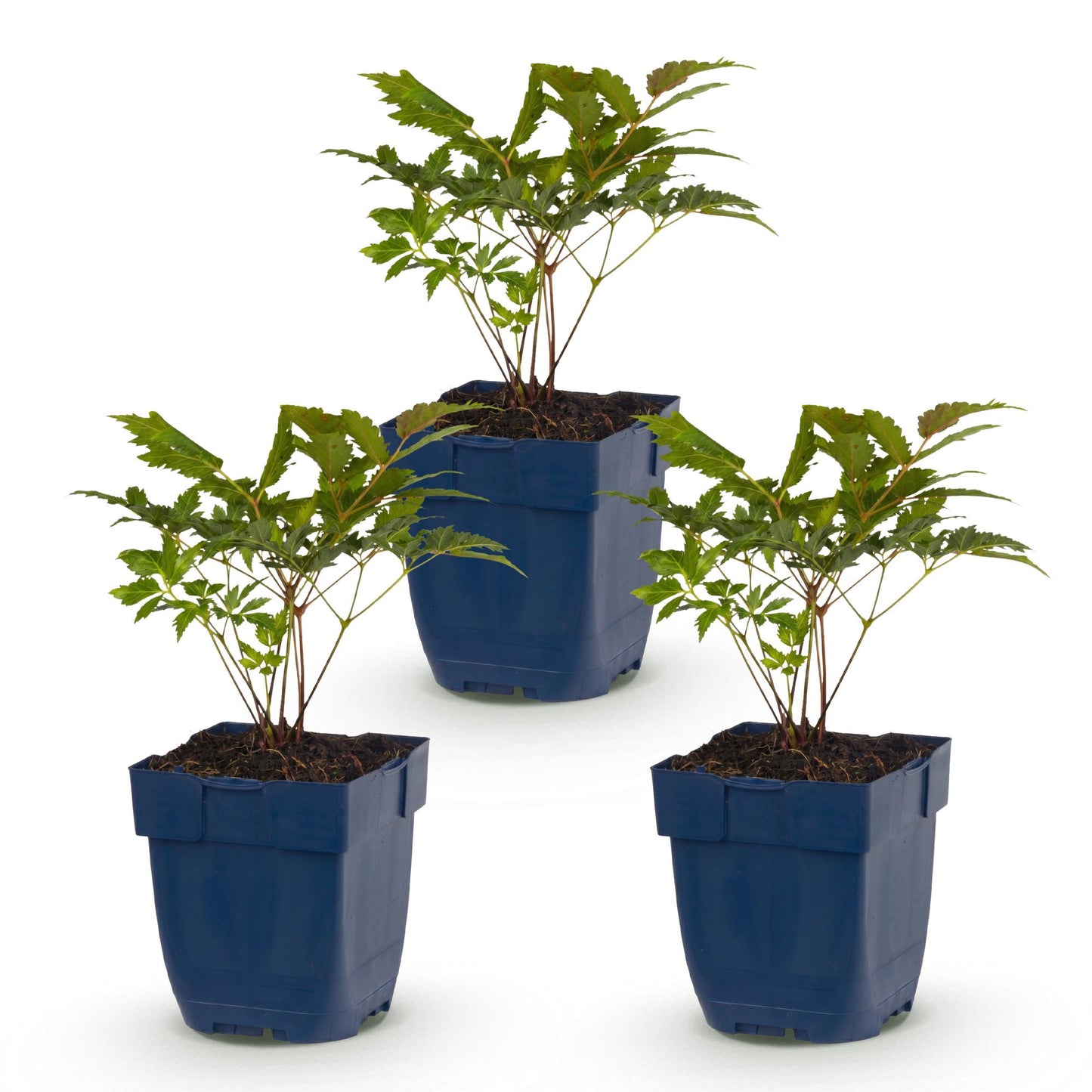 Astilbe A Fanal : Trois jeunes plants de spirée de Japonaise en pots bleus, avec feuillage vert et tiges rougeâtres, sur fond blanc.