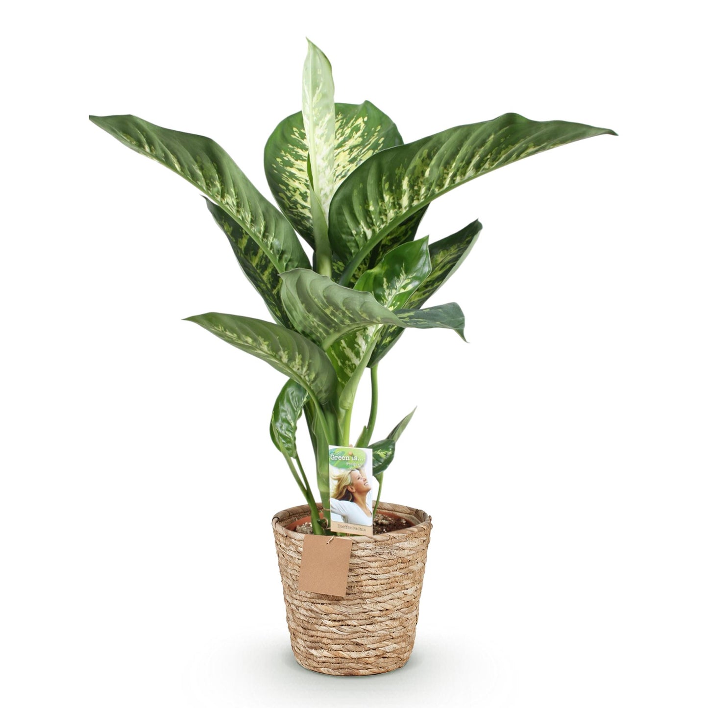 Plantes d'intérieur - Diefenbachia Tropic Snow - Dieffenbachia - Peu d'entretien - avec panier - Panaché - 1 Plante - Pot 21cm - Hauteur 90-100cm