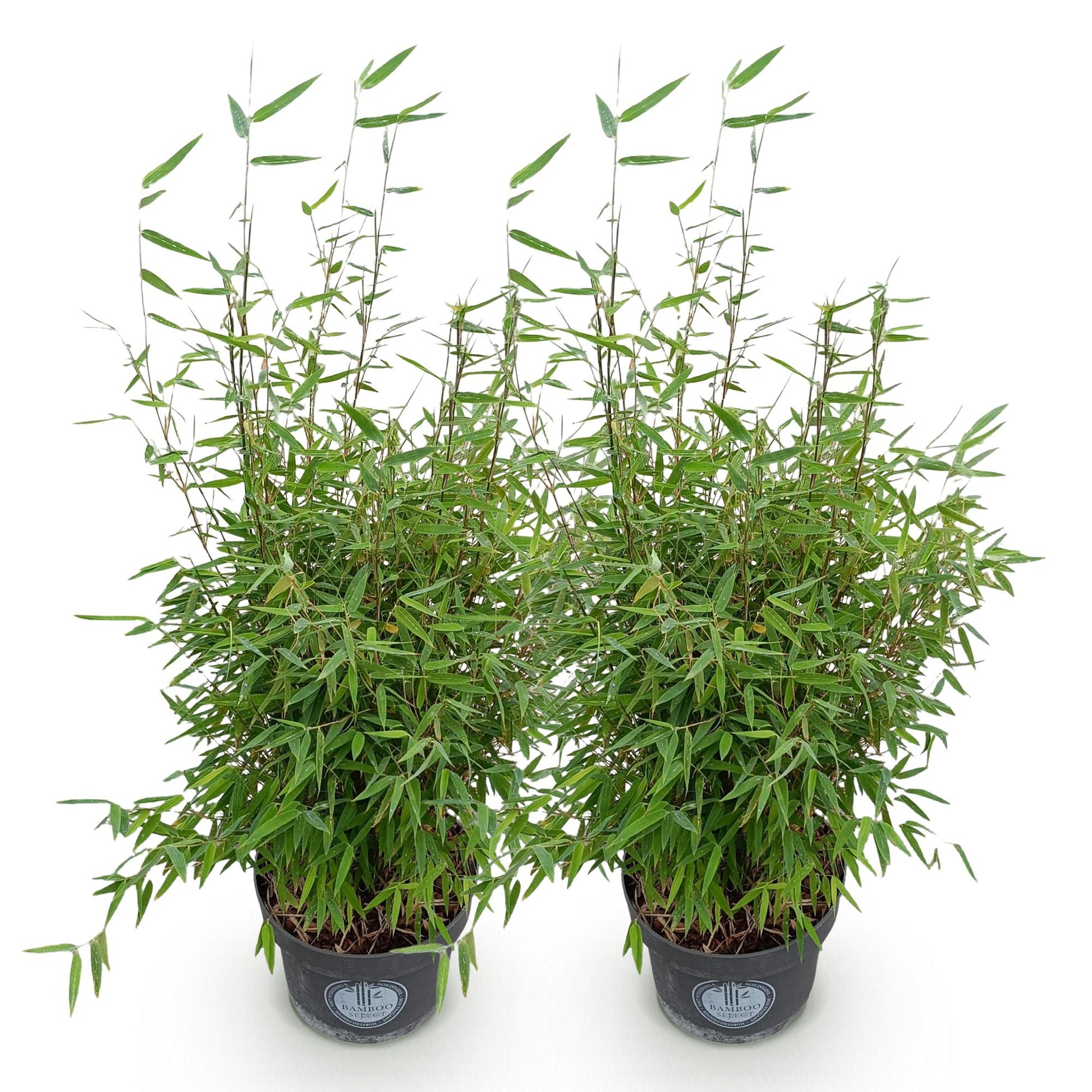 Fargesia nitida Red Dragon : Deux plants de bambou non envahissant en pot sur fond blanc, prêts à être plantés.