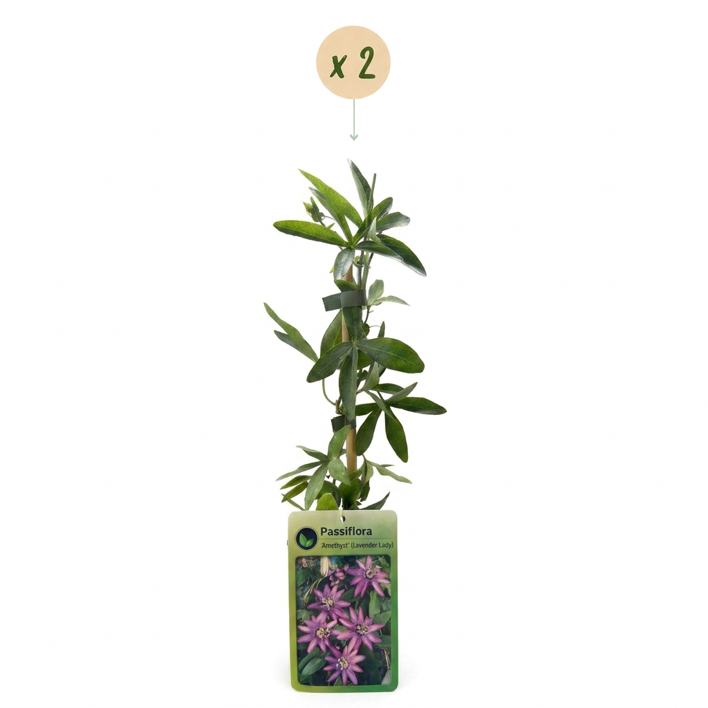 Passiflore 'Lavender Lady' (Passiflora) - grimpante fleurie exotique