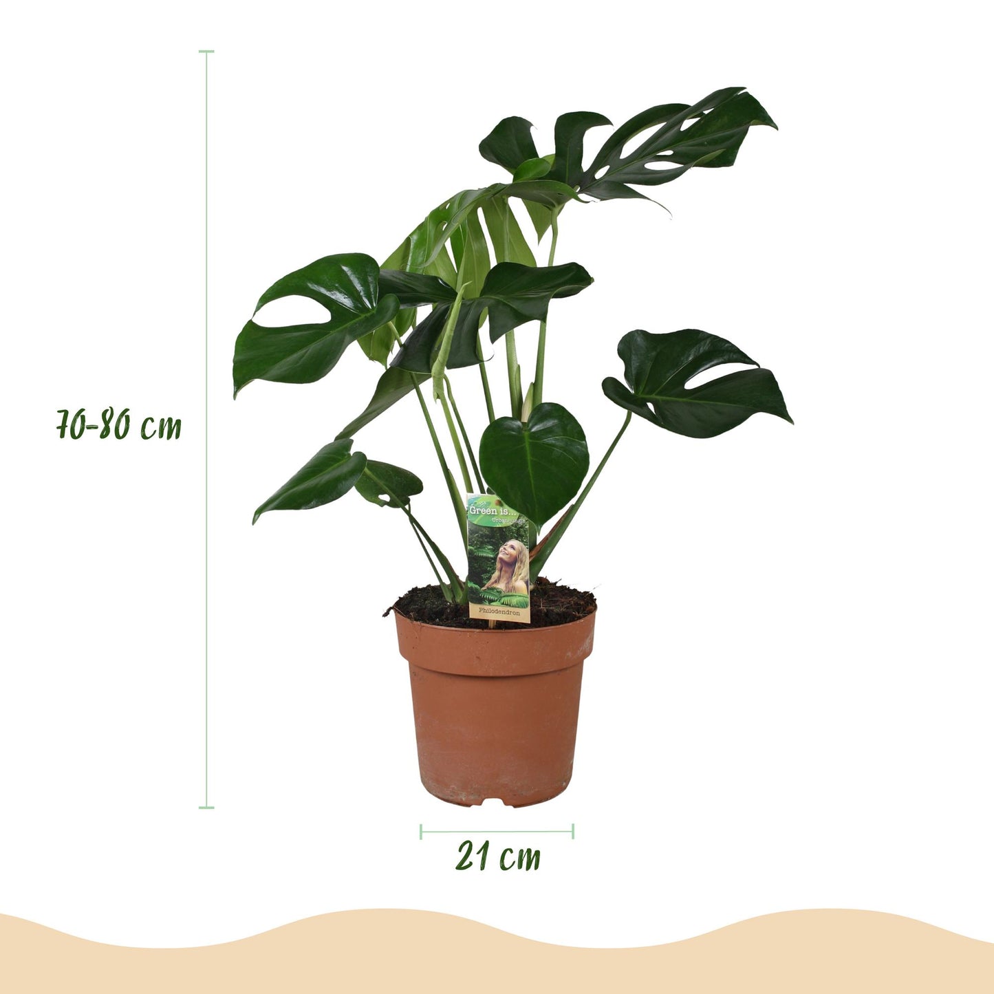 Plantes d'intérieur - Monstera Deliciosa - Plante à trous - Peu d'entretien- Vert - 1 Plante - avec Pot Gris - Pot 21cm - Hauteur 70-80cm