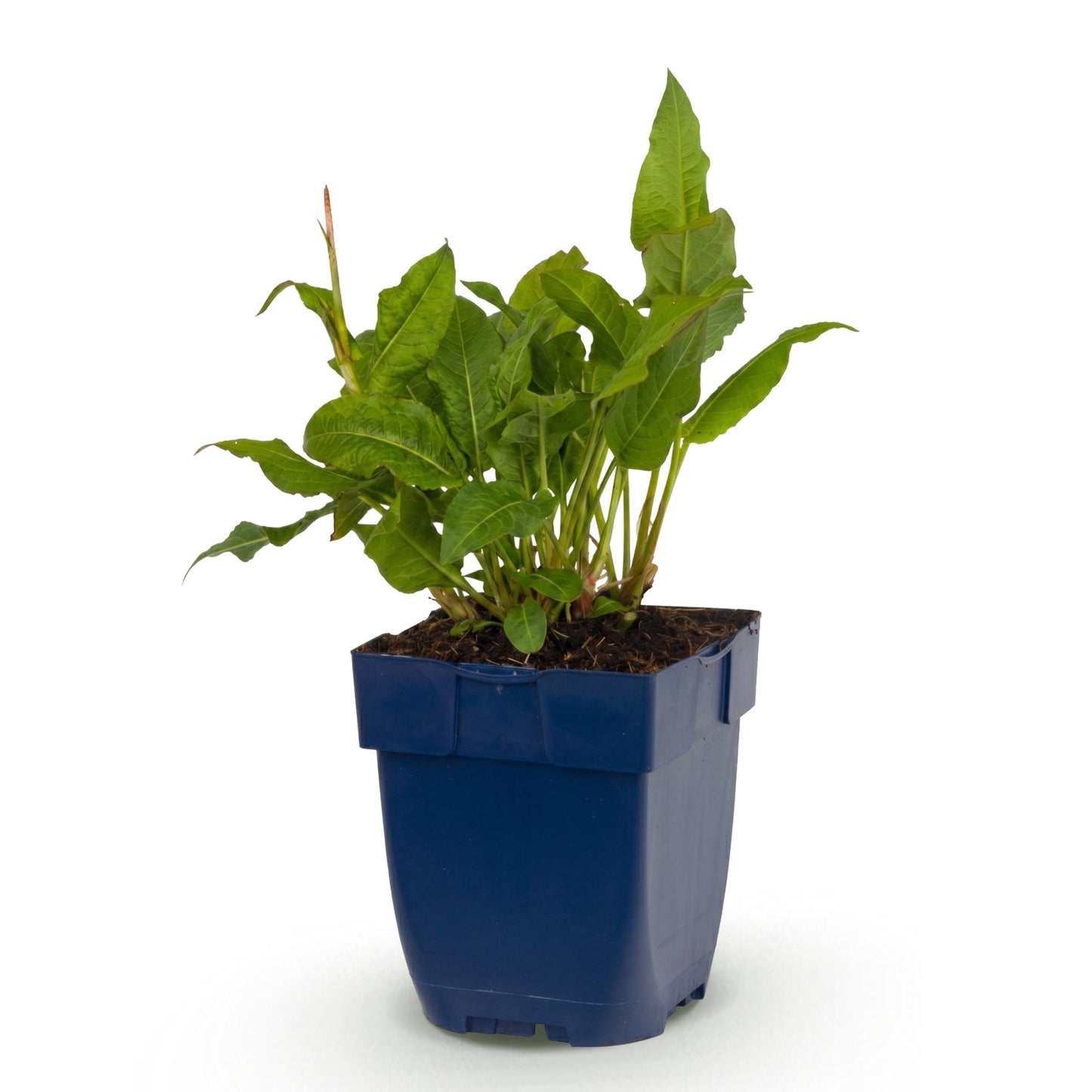 Renouée Persicaria ampl. Rosea, un jeune plant vivace en pot bleu sur un fond blanc, prêt à être planté.