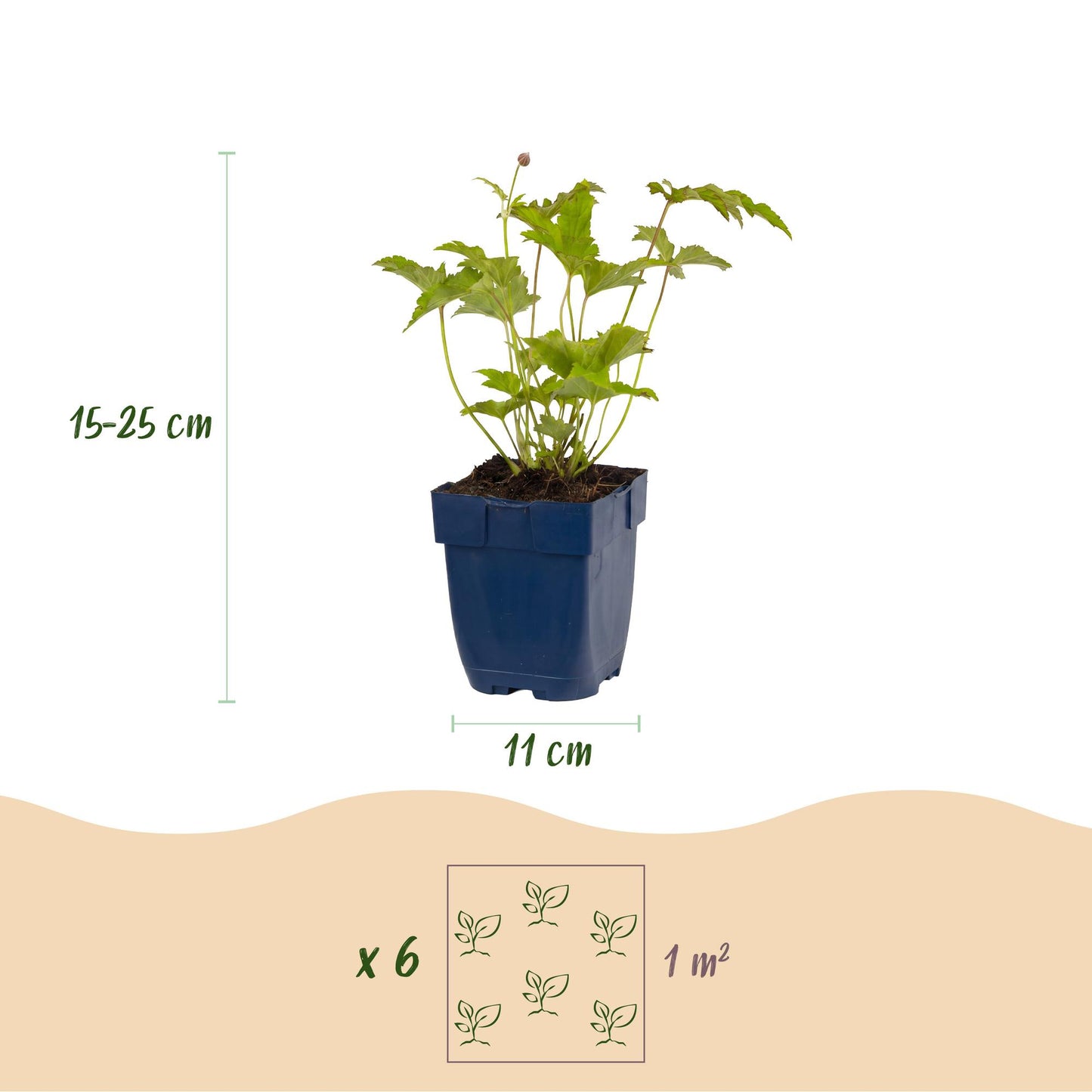 Anémone d'automne : Schéma détaillé d'un plant avec les dimensions (hauteur 15-25 cm, pot 11 cm) et l'espacement de 6 plants par m².