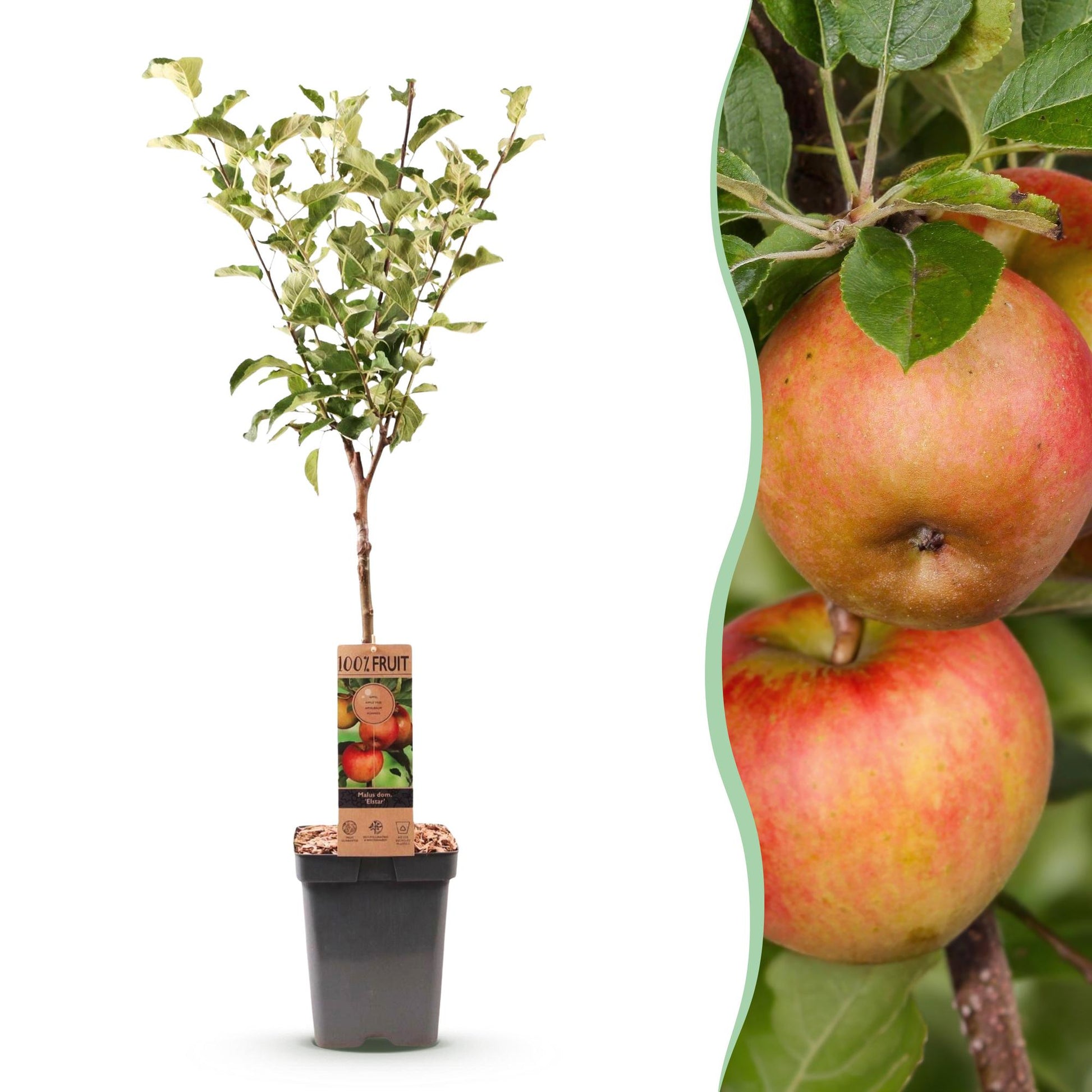 Pommier Malus domestica Elstar : un jeune plant en pot et des pommes rouges et jaunes sur une branche. Idéal pour un jardin productif.