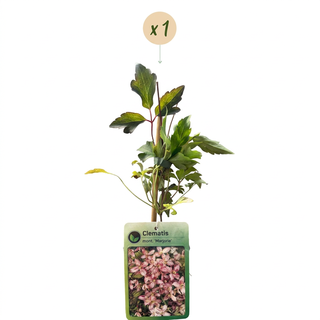 Clématite de montagne 'Marjorie' (Clematis montana) - grimpante fleurie