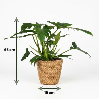 Plante d'intérieur - Philodendron - Philodendron Lacerum - Vert - Entretien facile - 1 Plante - avec Panier - Pot 19cm - Hauteur 65cm