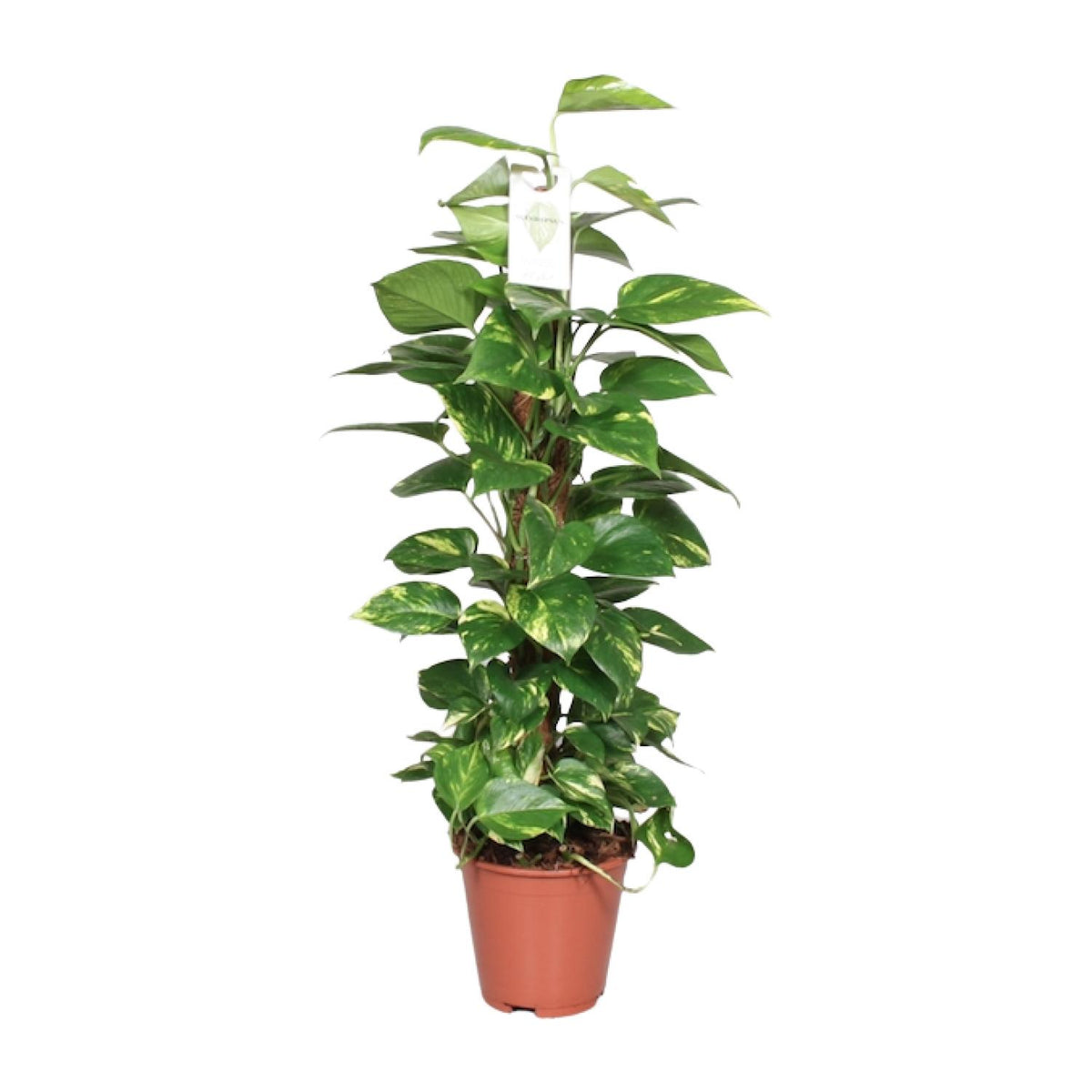 Epipremnum pinnatum en pot de 19 cm, hauteur 80 cm, photographié sur fond blanc