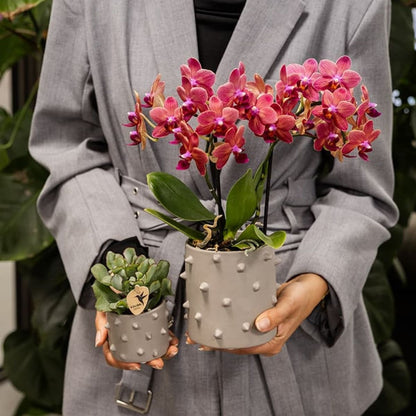 Cache-pot céramique à picots en relief - style audacieux - mise en scène avec une plante