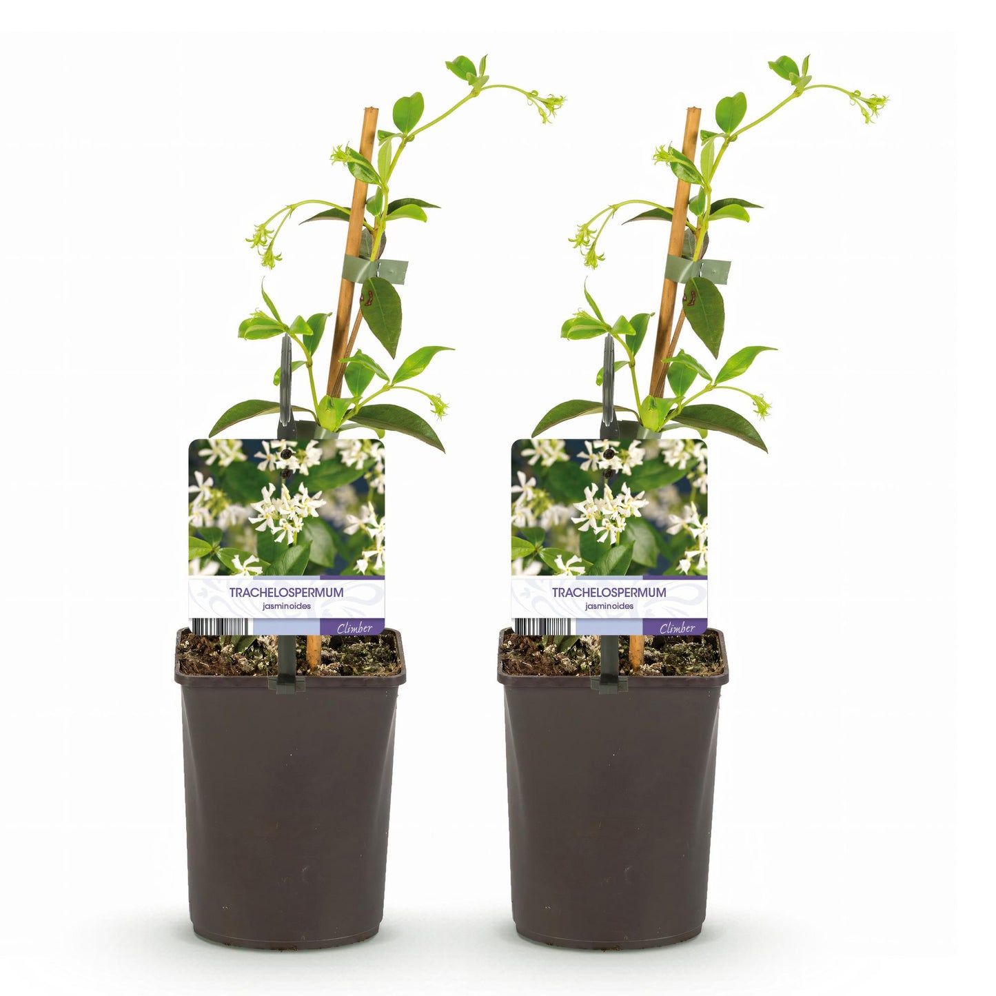 Jasmin étoilé Trachelospermum jasminoides : deux plants en pot de 11 cm avec tuteur, sur fond blanc. Petites fleurs blanches délicates.