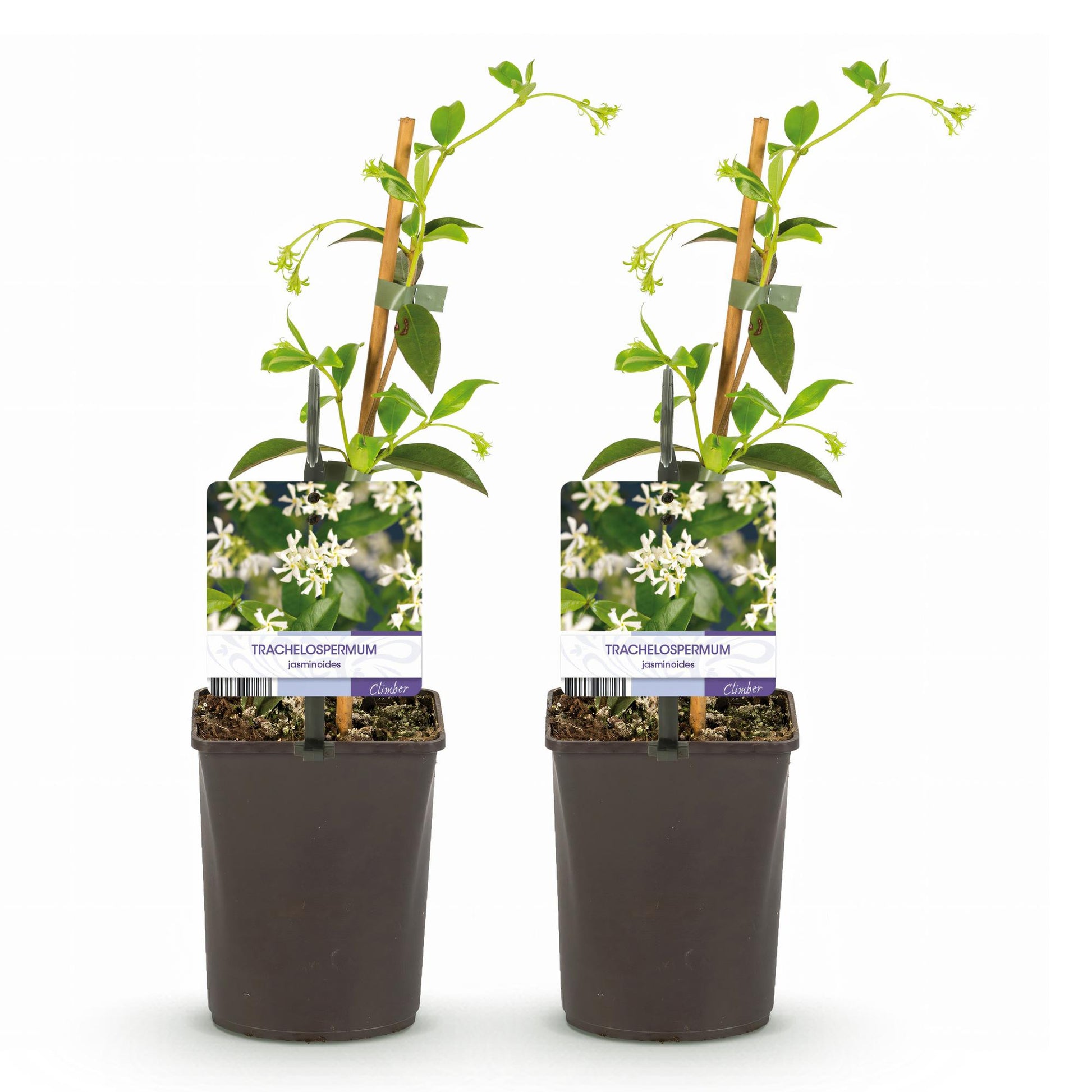 Jasmin étoilé Trachelospermum jasminoides : deux plants en pot de 11 cm avec tuteur, sur fond blanc. Petites fleurs blanches délicates.
