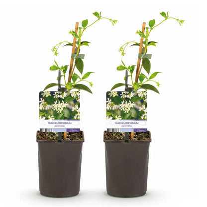 Jasmin étoilé Trachelospermum jasminoides : deux plants en pot de 11 cm avec tuteur, sur fond blanc. Petites fleurs blanches délicates.